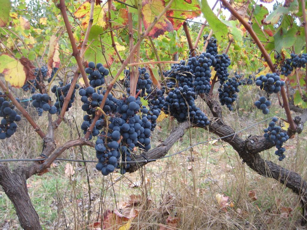 Quinta Do Mineiro-Serra Da Estrela Matanca Номер фото